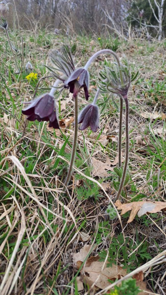 Vurberški Kosmatinec, 2026